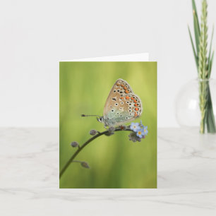 Butterfly Natuur Foto Kaart