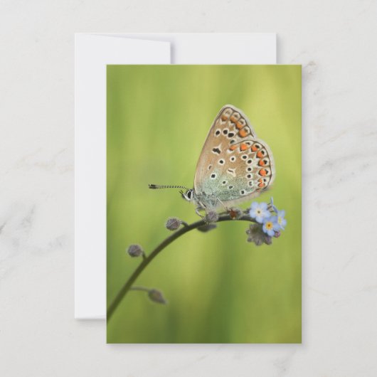 Butterfly Natuur Foto Kaart (Voorkant)