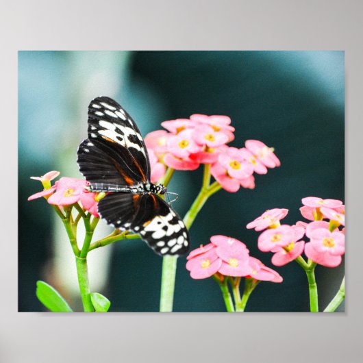Butterfly Natuur Insecten Roze Bloemen Poster (Voorkant)