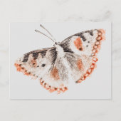  Butterfly Old Illustration Briefkaart (Voorkant)