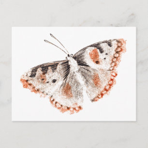 Butterfly Old Illustration Briefkaart