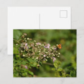 Butterfly on a flower briefkaart (Voorkant / Achterkant)