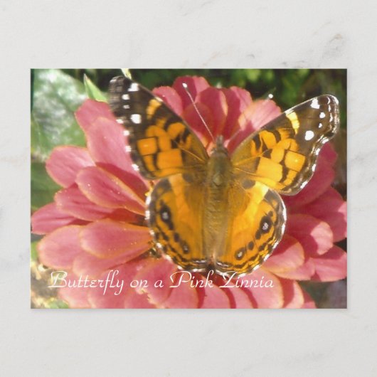 Butterfly on a Pink Zinnia Briefkaart (Voorkant)
