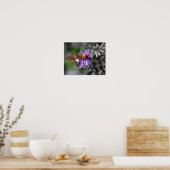 Butterfly on Aster Flower Partial Color Poster (Keuken)