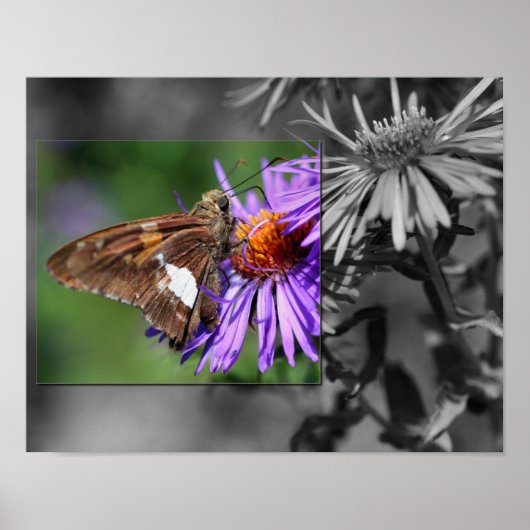 Butterfly on Aster Flower Partial Color Poster (Voorkant)
