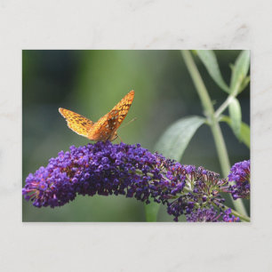 Butterfly on Butterfly Struik Blossom Briefkaart