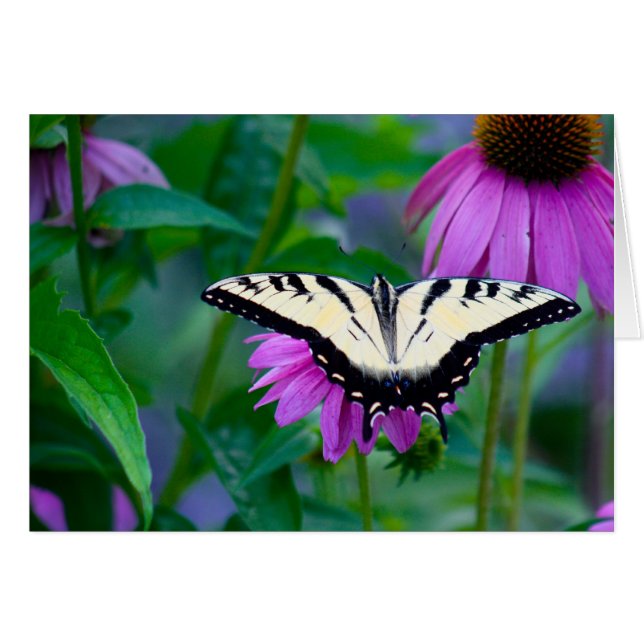 Butterfly on Coneflower (Voorkant Horizontaal)