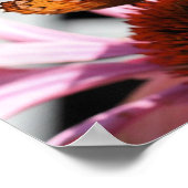 Butterfly on Coneflower 2 Poster (Hoek)