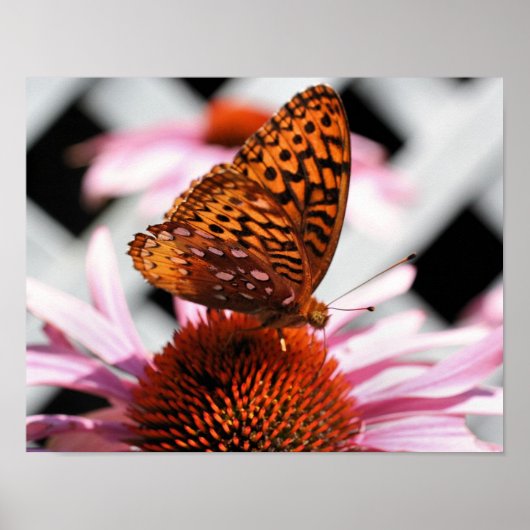 Butterfly on Coneflower 2 Poster (Voorkant)