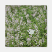 Butterfly on Creeping Thyme Magneet (Voorkant)