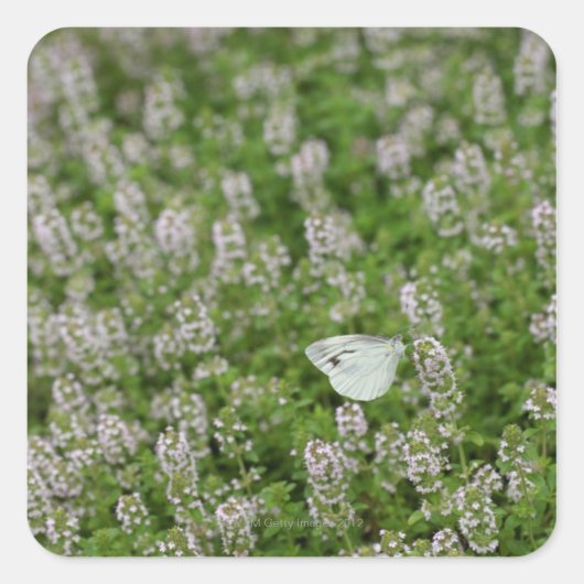 Butterfly on Creeping Thyme Vierkante Sticker (Voorkant)