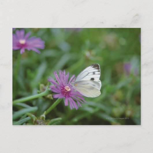 Butterfly on flower briefkaart (Voorkant)
