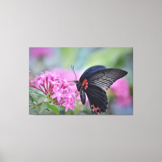 Butterfly on flower canvas afdruk (Voorkant)