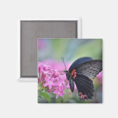 Butterfly on flower magneet (Voorkant / Achterkant)
