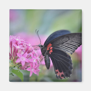 Butterfly on flower magneet