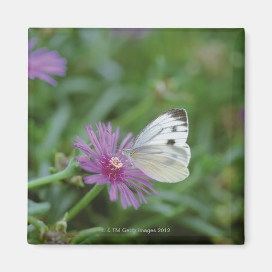 Butterfly on flower magneet (Voorkant)
