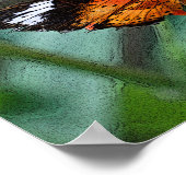 Butterfly on flower poster (Hoek)