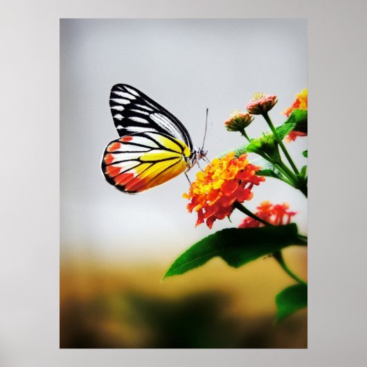 Butterfly on flower poster (Voorkant)