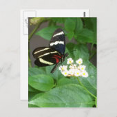 Butterfly on flowers postcard briefkaart (Voorkant / Achterkant)