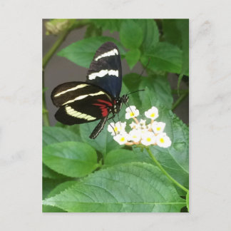 Butterfly on flowers postcard briefkaart