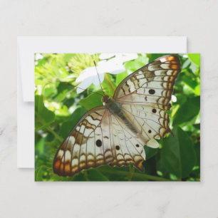 Butterfly on Jasmine Tropical Natuur Photography