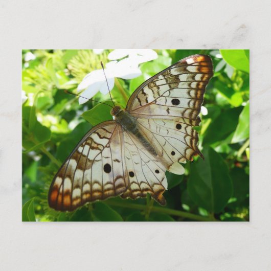 Butterfly on Jasmine Tropical Natuur Photography Briefkaart (Voorkant)