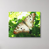 Butterfly on Jasmine Tropical Natuur Photography Canvas Afdruk (Voorkant)