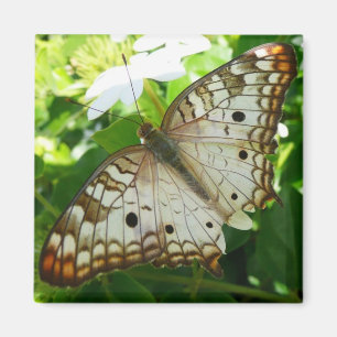 Butterfly on Jasmine Tropical Natuur Photography Magneet