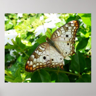 Butterfly on Jasmine Tropical Natuur Photography Poster
