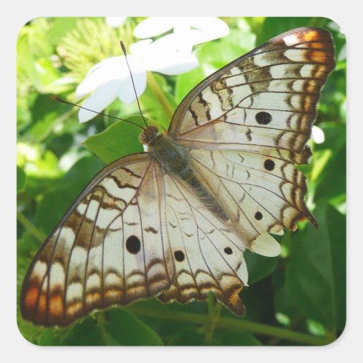 Butterfly on Jasmine Tropical Natuur Photography Vierkante Sticker (Voorkant)