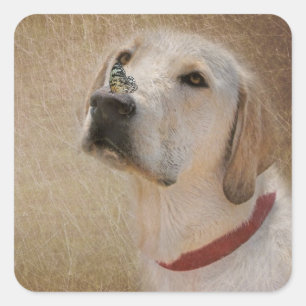 Butterfly on Labrador Retriever's Nose Vierkante Sticker
