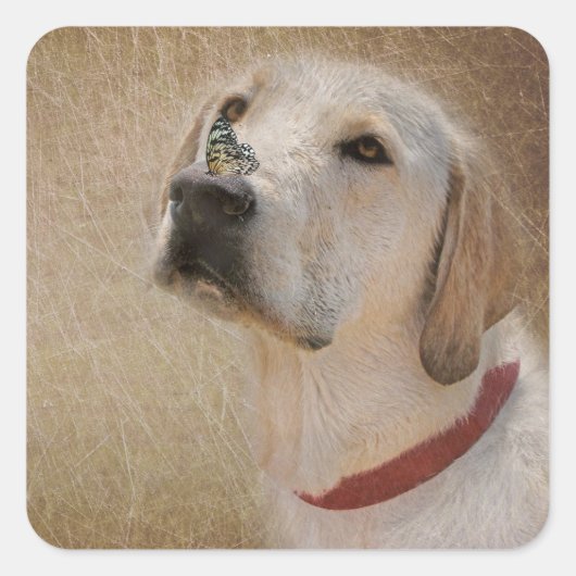 Butterfly on Labrador Retriever's Nose Vierkante Sticker (Voorkant)