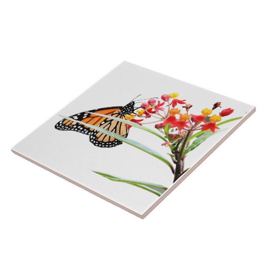Butterfly on Milkweed Blooms, on White Tegeltje (Zijkant)