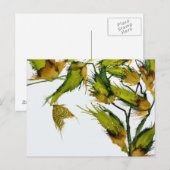 "Butterfly on Milkweed" briefkaart (Voorkant / Achterkant)