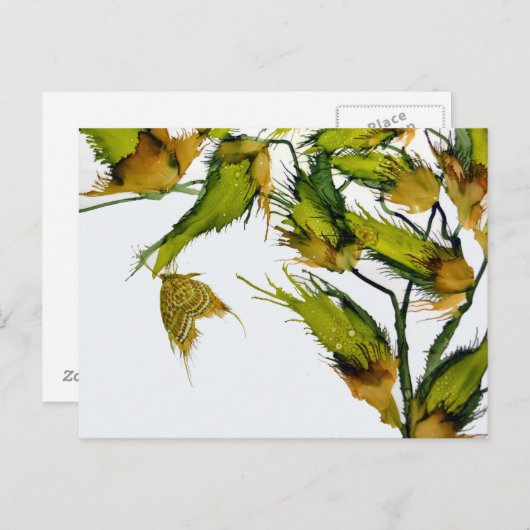 "Butterfly on Milkweed" briefkaart (Voorkant / Achterkant)