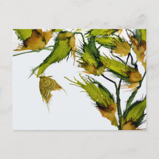 "Butterfly on Milkweed" briefkaart