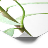 Butterfly on Milkweed, met Verse (John 8:32) Poster (Hoek)