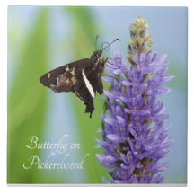 Butterfly on Pickerelweed Bloom;