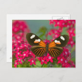 Butterfly on Pink Flowers Briefkaart (Voorkant / Achterkant)
