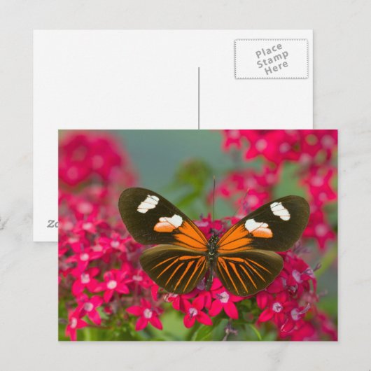 Butterfly on Pink Flowers Briefkaart (Voorkant / Achterkant)