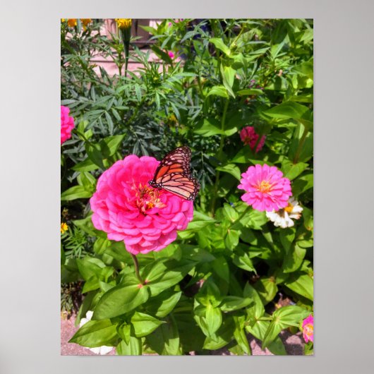 Butterfly on Pink Zinnia Poster (Voorkant)