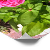 Butterfly on Pink Zinnia Poster (Hoek)