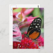 Butterfly on Red Flowers Photo Briefkaart (Voorkant / Achterkant)