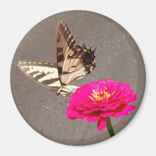 Butterfly on Red Zinnia met Pavement Background Magneet