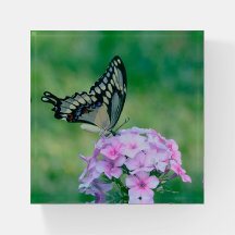 Butterfly on roze Flowers Paperweight