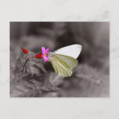 Butterfly on roze ventilator briefkaart (Voorkant)