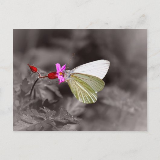 Butterfly on roze ventilator briefkaart (Voorkant)