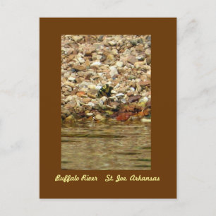 Butterfly on the Buffalo Briefkaart