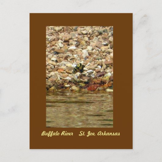 Butterfly on the Buffalo Briefkaart (Voorkant)