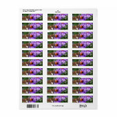 Butterfly on Wild Paars Aster Flower Address Etiket (Full Sheet)